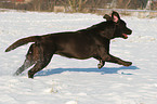 running Labrador Retriever