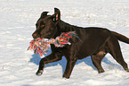 playing Labrador Retriever