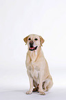 blonde Labrador Retriever