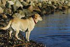 blonde Labrador Retriever