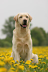 blonde Labrador Retriever