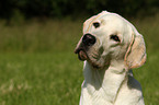 young Labrador Retriever