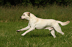 young Labrador Retriever