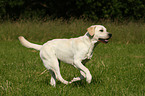 young Labrador Retriever