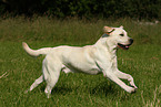 young Labrador Retriever