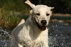 young Labrador Retriever