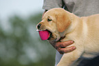 Labrador Retriever Puppy