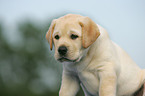 Labrador Retriever Puppy