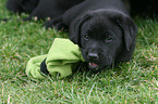 Labrador Retriever puppy