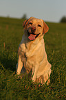 blonde Labrador Retriever