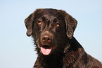 Labrador Retriever Portrait