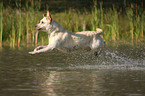 blonde Labrador Retriever