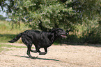 black Labrador Retriever