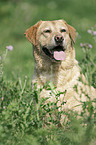 Labrador Retriever Portrait