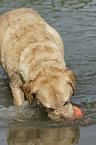 playing Labrador Retriever