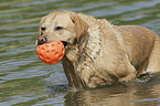 playing Labrador Retriever