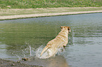 bathing Labrador Retriever