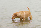 bathing Labrador Retriever