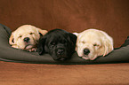 Labrador Retriever Puppies