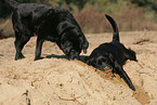 Labrador Retrievers