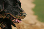 Labrador Retriever Portrait