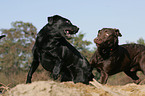 playing Labrador Retriever