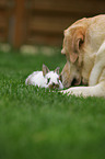 Labrador Retriever and bunny