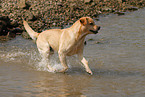 running Labrador Retriever