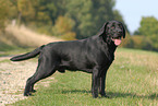 Labrador Retriever