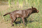 shaking Labrador Retriever