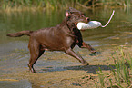 playing Labrador Retriever