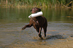 playing Labrador Retriever