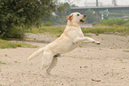 playing Labrador Retriever