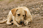 Labrador Retriever