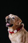 Labrador Retriever Portrait