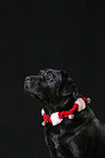 Labrador Retriever Portrait