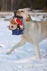 retrieving Labrador Retriever