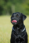 Labrador Retriever Portrait