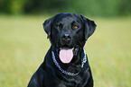 Labrador Retriever Portrait