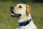 Labrador Retriever Portrait