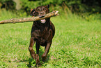 playing Labrador Retriever