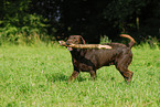 playing Labrador Retriever