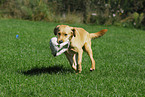 playing Labrador Retriever