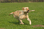 playing Labrador Retriever