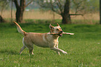 playing Labrador Retriever