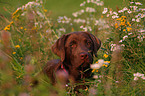 young Labrador Retriever