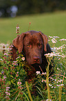 young Labrador Retriever