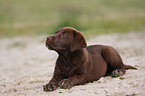 Labrador Retriever puppy