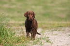 Labrador Retriever puppy