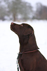 Labrador Retriever Portrait